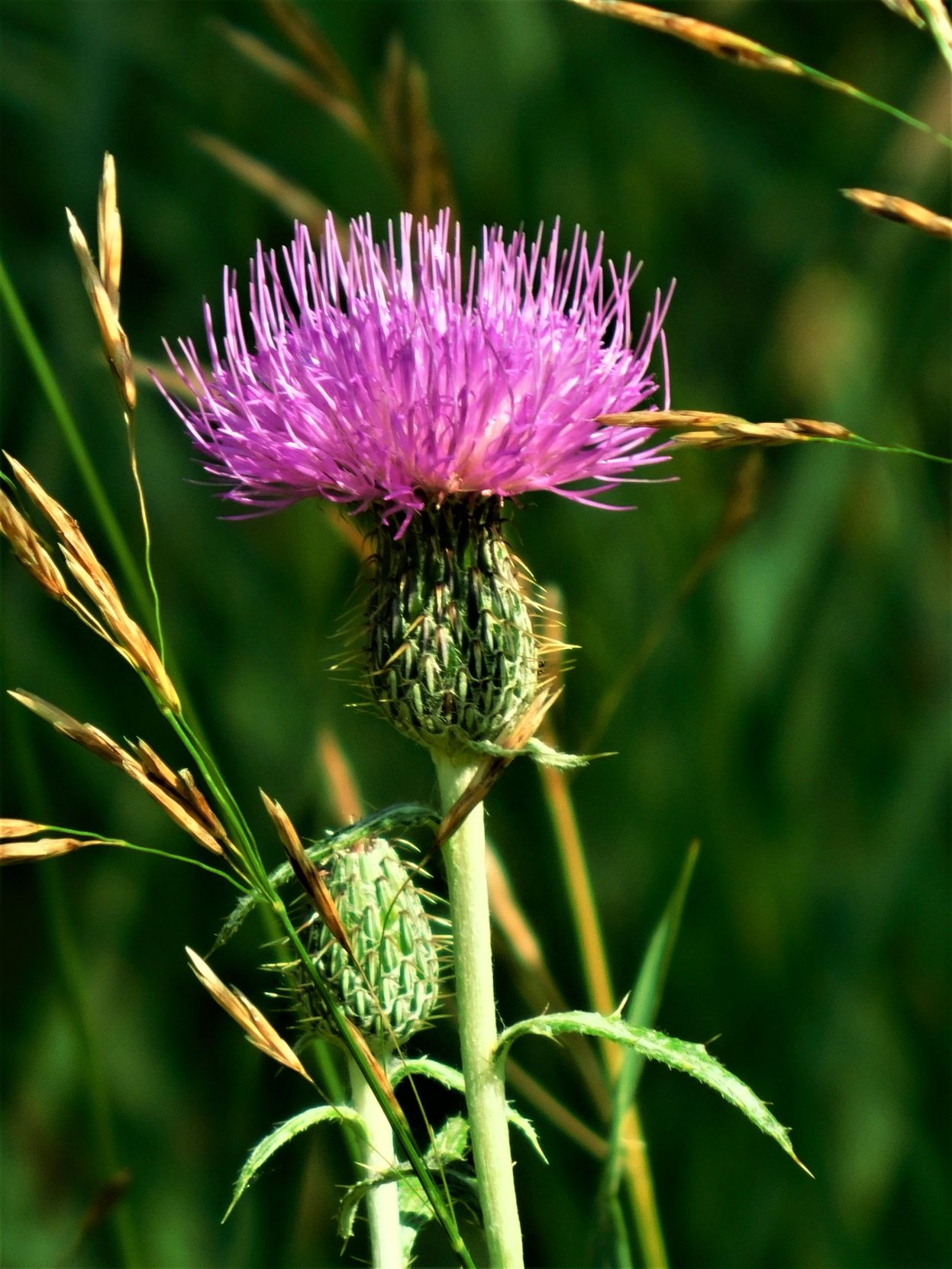 Purple Thistle